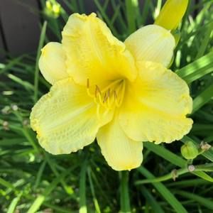 Meet your Posher, Joy